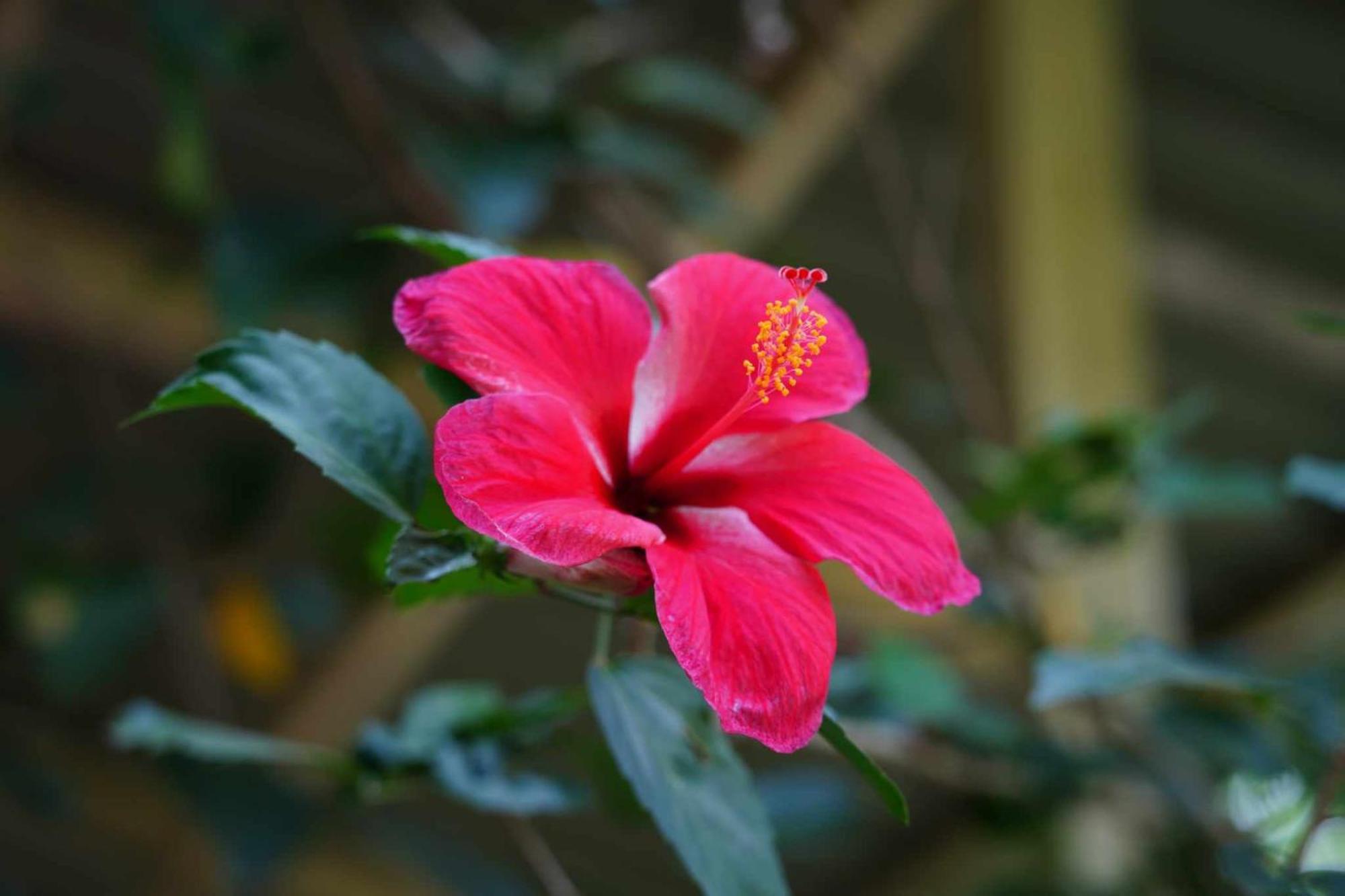 Koh Mook Bamboo Bungalows מראה חיצוני תמונה