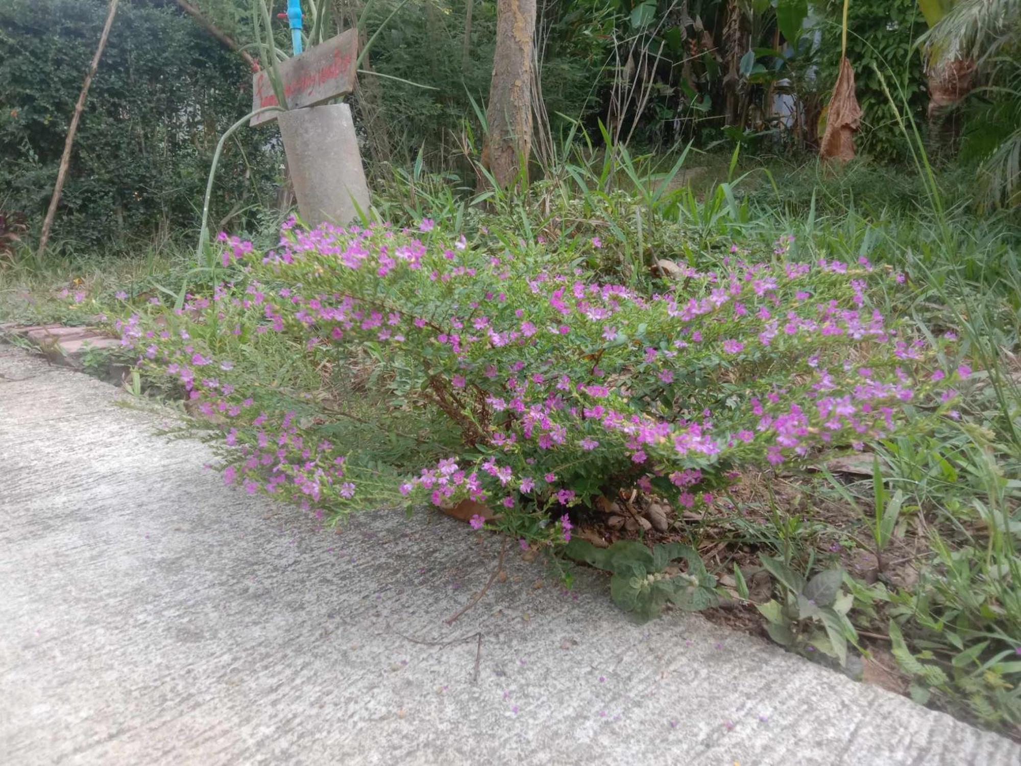 Koh Mook Bamboo Bungalows מראה חיצוני תמונה