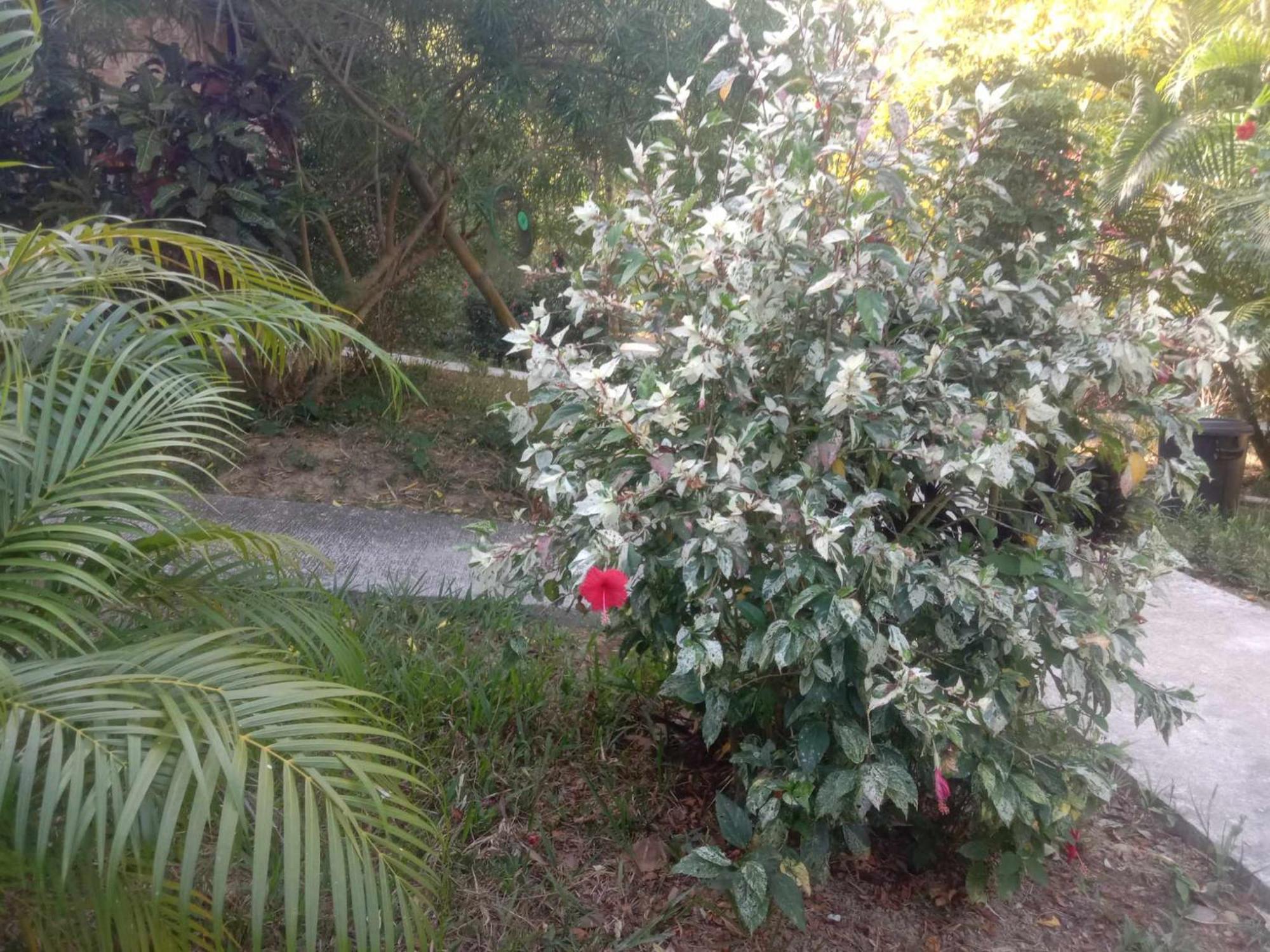 Koh Mook Bamboo Bungalows מראה חיצוני תמונה
