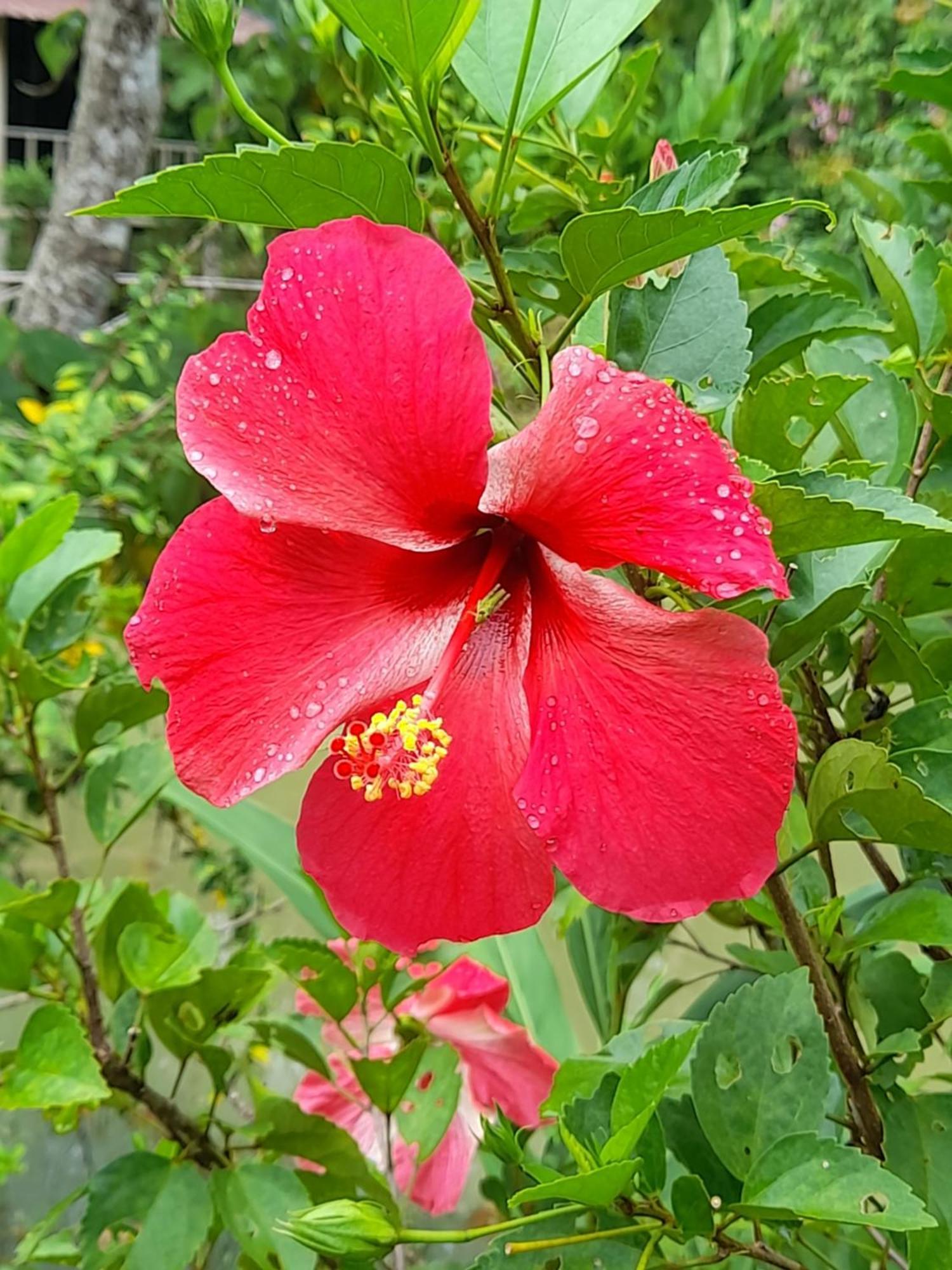 Koh Mook Bamboo Bungalows מראה חיצוני תמונה